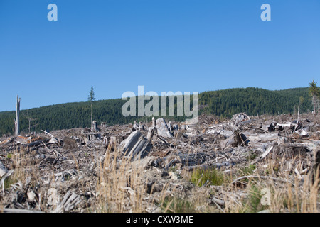 Un taglio chiaro sull'Isola di Vancouver .un sito comune verso il basso una registrazione Foto Stock