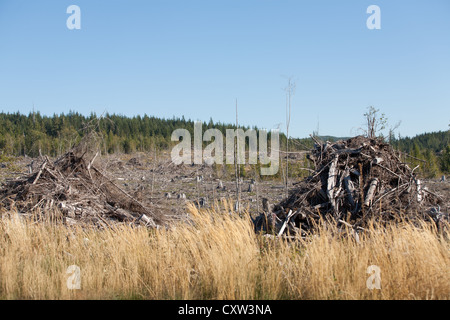 Un taglio chiaro sull'Isola di Vancouver. Foto Stock