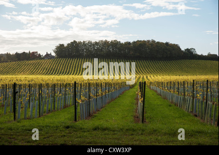 Scena autunnale vigna al Denbies Wine Estate Dorking Surrey UK Foto Stock