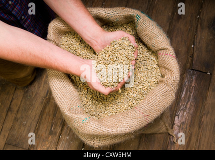 Un girarrosto prende un attimo di tempo per verificare la qualità dei suoi chicchi o semi prima della torrefazione. Foto Stock
