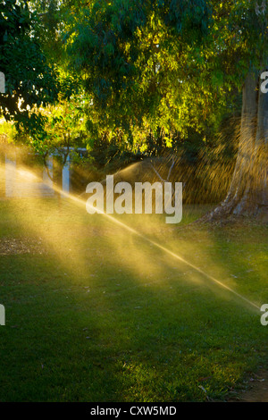 Per irrigare il erba nel parco sul tramonto Foto Stock