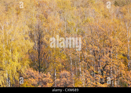 Sfondo giallo da alberi caduti nella foresta di autunno Foto Stock