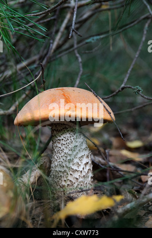 Leccinum aurantiacum (Red-capped scaber levetta) Foto Stock