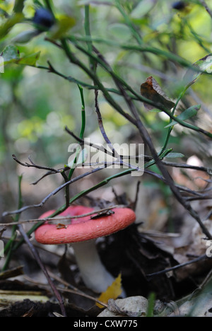 Russula emetica (l'sickener) Foto Stock