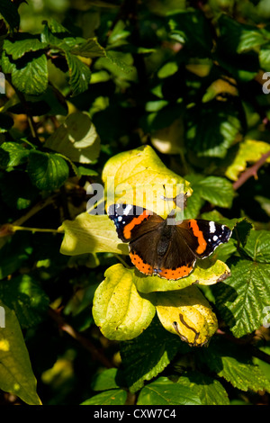 Wild butterfly in appoggio sulle foglie nel pomeriggio di sole luce Foto Stock