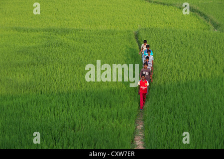 Ragazzi indiani a piedi attraverso un risone. Andhra Pradesh, India Foto Stock