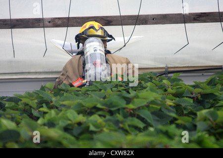 Un vigile del fuoco spiata attraverso una parete di materiale plastico in una serra per FIRE ESTENSIONE Foto Stock
