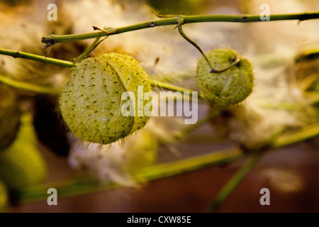 Il vescovo di sfere o Swan impianto o stabilimento di palloncino o gigante Swan Milkweed GompGomphocarpus Physocarpus e Asclepias physocarpu Foto Stock