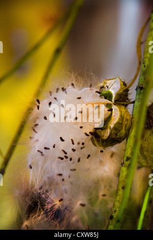 Il vescovo di sfere o Swan impianto o stabilimento di palloncino o gigante Swan Milkweed GompGomphocarpus Physocarpus e Asclepias physocarpu Foto Stock