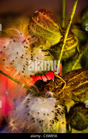 Il vescovo di sfere o Swan impianto o stabilimento di palloncino o gigante Swan Milkweed GompGomphocarpus Physocarpus e Asclepias physocarpu Foto Stock