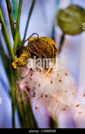 Il vescovo di sfere o Swan impianto o stabilimento di palloncino o gigante Swan Milkweed GompGomphocarpus Physocarpus e Asclepias physocarpu Foto Stock