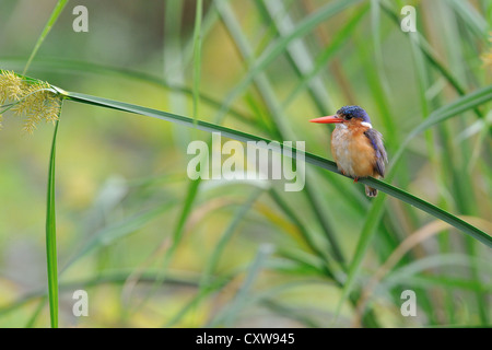 African Malachite Kingfisher - Diademed kingfisher (Alcedo cristata) appollaiato sulla canna in una palude a Masai Mara Foto Stock