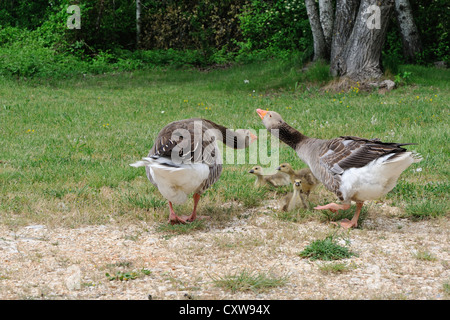 Tolosa oca domestica (Anser domesticus) due oche e loro goslings Foto Stock