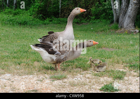 Tolosa oca domestica (Anser domesticus) due oche e loro goslings Foto Stock