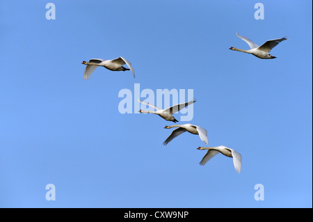 Cigno (Cygnus olor) Foto Stock