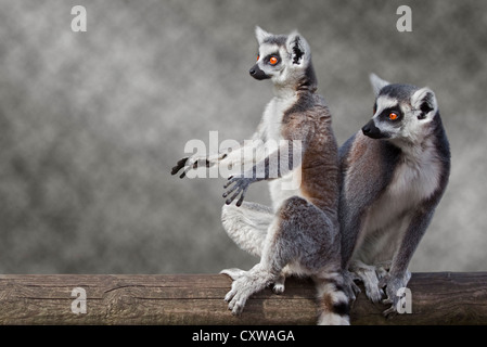 Anello di due croci lemuri (Lemur catta) Foto Stock