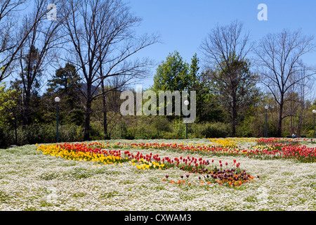 Letti colorati di fiori e tulipani a Floriade, Commonwealth Park, Canberra, Australia Foto Stock