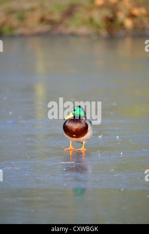 Il Germano Reale (Ano platyrhynchos) Foto Stock