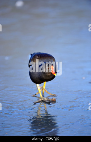 (Moorhen gallinula chloropus) Foto Stock