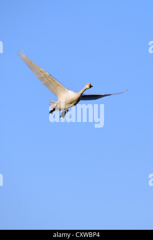 Bewick's Swan / Tundra Swan (Cygnus columbianus) Foto Stock