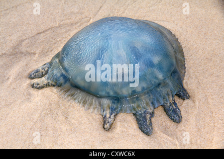 Jelly Blubber, Catostylus mosaicus (noto anche come il Blu Blubber meduse) Foto Stock