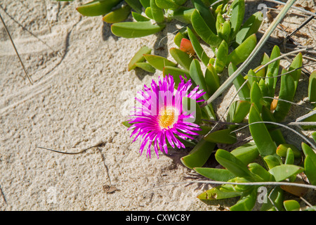 Pigface, Carpobrotus glaucescens Foto Stock