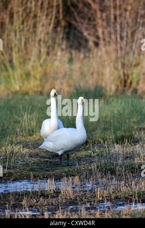 Bewick's Swan / Tundra Swan (Cygnus columbianus) Foto Stock