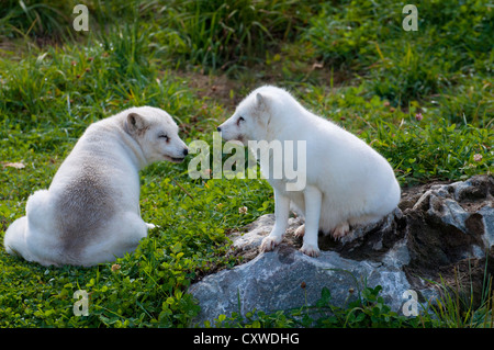 Una coppia di giovani volpi artiche. Foto Stock