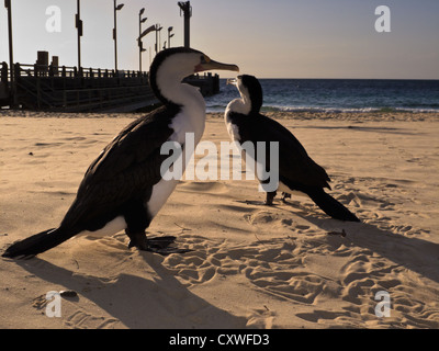 Primo piano di due cormorano phalacrocorax carbo, sulla spiaggia di sabbia a Moreton Island Foto Stock