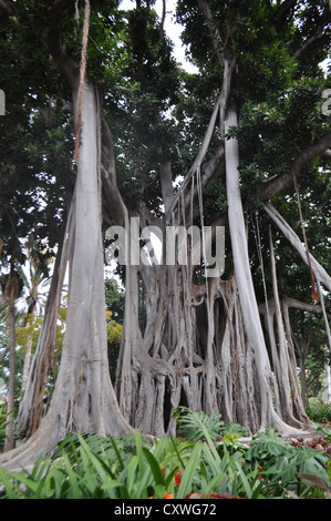 Drago albero, giardini botanici, Puerto de la Cruz Tenerife Foto Stock