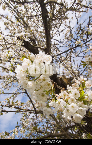 Fiorisce su un vecchio pear tree in primavera. Foto Stock