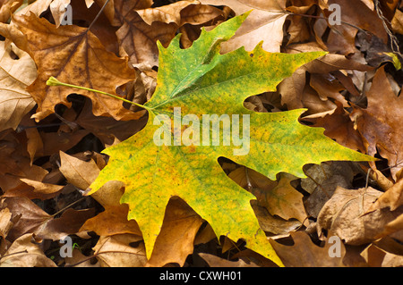 Lasciare autunnali di un albero piano giacente su foglie secche Foto Stock