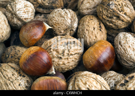 Appena raccolto di noci e castagne Foto Stock