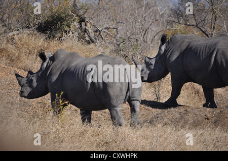 Rinoceronte in Sabi sands su safari Foto Stock