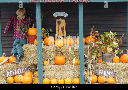 Strada stand di zucca in Ladner, Delta, British Columbia, Canada Foto Stock