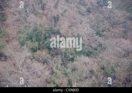 Foresta giapponesi in inverno visto da sopra con verde e alberi vuoti Foto Stock