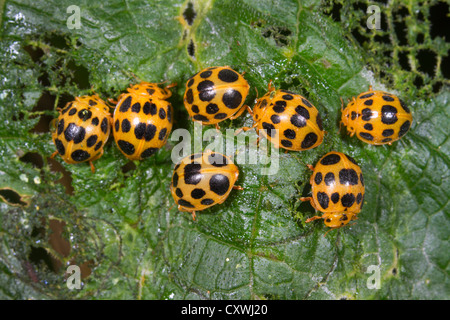 Un gruppo di 28-tipo potato coccinelle (Epilachna vigintioctopunctata) su una foglia. Foto Stock