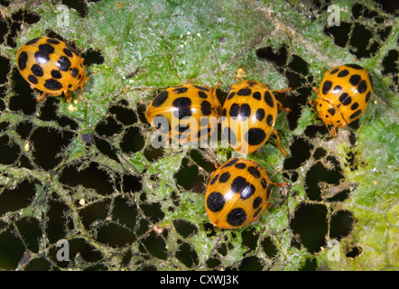 Un gruppo di 28-tipo potato coccinelle (Epilachna vigintioctopunctata) su una foglia. Foto Stock