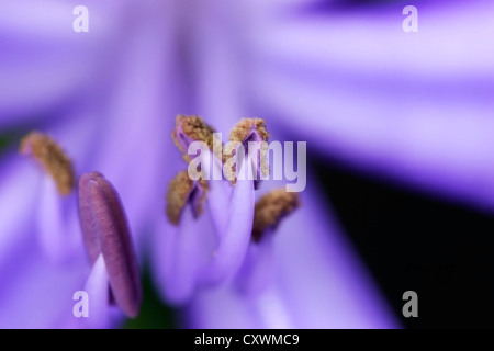 Le angiosperme e gimnosperme di fiore di giglio Foto Stock