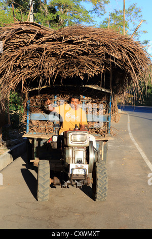 Giovane dello Sri Lanka uomo alla guida del trattore di base caricato con secchi foglie di banano utilizzato per il rivestimento di tetti. Foto Stock