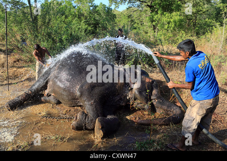 Lavaggio Mahout una grande bolla asiatico Elefante Foto Stock