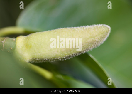 Magnolia bud Magnolia acuminati Foto Stock