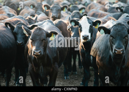 Mandria di mucche che indossa tag nelle orecchie Foto Stock