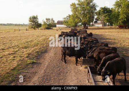 Mandria di mucche alimentando in campo Foto Stock