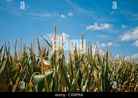 Campo di grano sotto il cielo blu Foto Stock