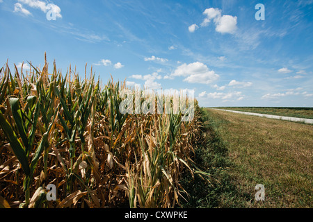 Campo di grano sotto il cielo blu Foto Stock