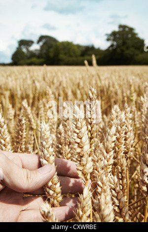 Stretta di mano che trattiene gli steli di grano Foto Stock