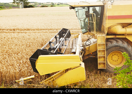 La trebbiatrice lavora nel campo di coltivazione Foto Stock