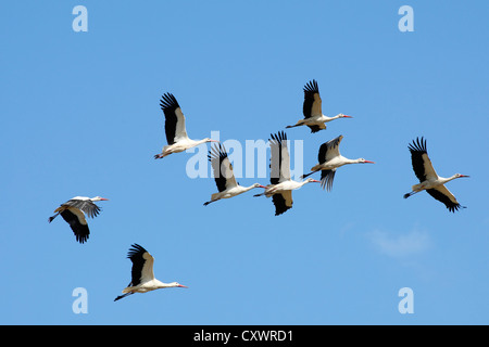 Cicogna bianca ( Ciconia ciconia ) in volo, il Parco Nazionale Kruger, Sud Africa Foto Stock