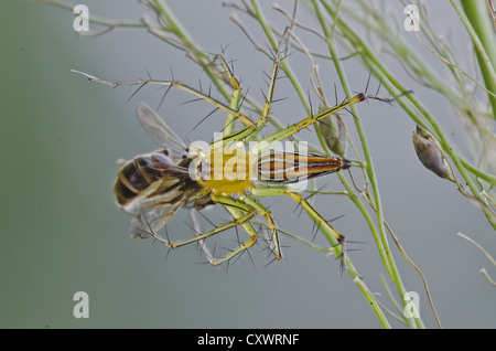 Lynx spider mangiare un'ape nei parchi Foto Stock